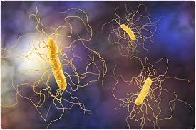 Diff) is a type of bacteria that can cause colitis, a serious inflammation of the colon. How To Recover Gut Health After Clostridium Difficile Infection
