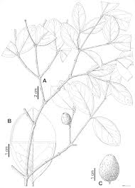 Image result for Warneckea cordiformis