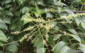Image result for Embelia libeniana
