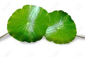 If you've ever handled a silver dollar overwatering is the primary environmental factor for dollarweed to start showing up. Dollar Weed Or Penny Wort Green Rounded Leafs Isolated Image Stock Photo Picture And Royalty Free Image Image 101345938