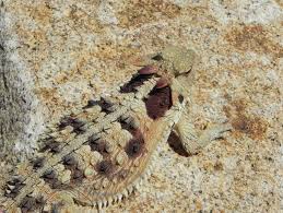 Image result for Blepharis dunensis