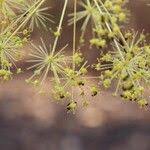 Image result for Steganotaenia