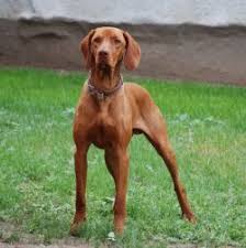 Hungarian Vizsla Golden Retriever Mentality With A Smooth Coat Vizsla Vizsla Dogs Vizsla Puppies