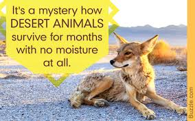 Jeden tag werden tausende neue, hochwertige. A Complete List Of Desert Animals That Ll Surely Fascinate You Animal Sake