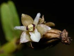 Image result for Aptosimum elongatum