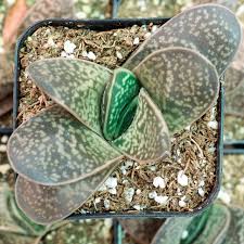 Image result for Barleria oxyphylla