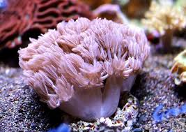 Pulsing Pom Pom Xenia Pom Pom Xenia Coral Reef Aquarium