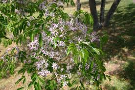 Image result for Meliaceae