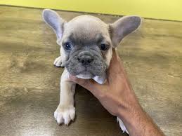You should never buy a puppy based solely on price. French Bulldog Puppies For Sale In Westchester New York