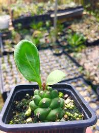 Image result for Monadenium laeve