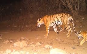 She is agile, acrobatic, elegant, and fights honorably. Tigress Avni S Female Offspring Dies 8 Days After Release Into Wild