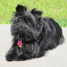 All Small Dog Breed List A Z 90 Tiny Dogs Pictures