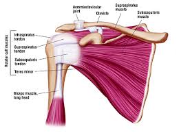 Adducts and medially rotates arm; Rotator Cuff Repair Chicago Prp Injection Chicago Rotator Cuff Doctor Glenview Il