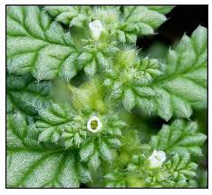 Image result for Coldenia procumbens