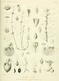 Image result for Droguetia iners