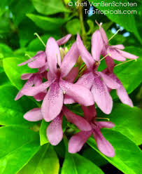 Image result for Ruspolia seticalyx