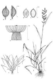Image result for Echinochloa colona