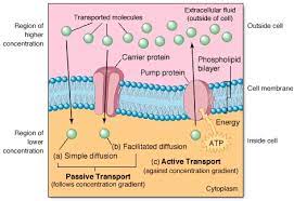Facilitated Diffusion