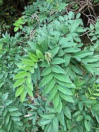 Image result for Indigofera zenkeri