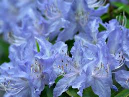 Rhododendron Augustinii Peter Kerr Flower Garden Plans Organic Gardening Catalogue Fall Vegetables To Plant