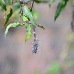 Image result for Faurea saligna