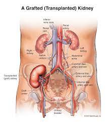The human body is everything that makes up, well, you. Pictures Of The Human Anatomy Koibana Info Human Body Organs Anatomy Organs Human Anatomy Picture
