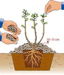 Heidelbeeren Richtig Pflanzen Heidelbeeren Pflanzen Heidelbeerstrauch Pflanzenzeichnung