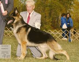 Black And Silver German Shepherd Puppies For Sale In Pa Black And Tan Gsd German Shepherd Dogs German Shepherd Best Dog Breeds