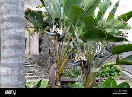 Image result for Strelitzia alba