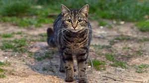 kayip kedi 3 yil sonra komsu kasabada bulundu