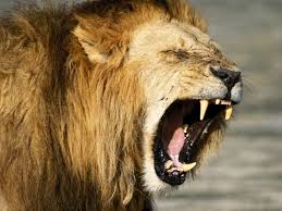 Loin Hd Wallpapers Lion Images Funny Lion Pictures Lion Pictures