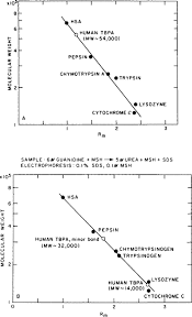 Ch 14, chapter 14 the human genome test answer key pdf pdfqueen pdf search engine biology documents unit 4 chapter14 ch 14 packet reg pdf answers video basic genetics the genome amp chromosomes there are approximately 3 billion bases in the human genome in this lesson you ll. Thyroxine Transport Proteins Of Plasma Molecular Properties And Biosynthesis Sciencedirect