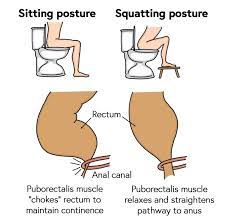 Physiology Of Defaecation