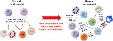 Visit us at booth #346, and enjoy a cold one on us! Pancreatic Ductal Adenocarcinoma Pdac Development Induces The Shift Download Scientific Diagram