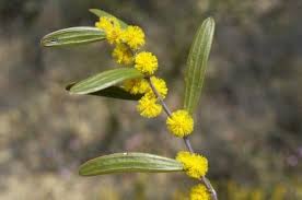 Image result for Acacia montigena