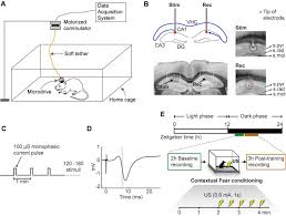Fear Conditioning Potentiates The Hippocampal Ca1 Commissural Pathway In Vivo And Increases Awake Phase Sleep Biorxiv