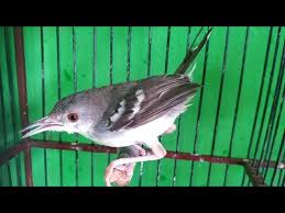 We did not find results for: Download Prenjak Putih Tarung Mp3 Mp4 3gp Flv Download Lagu Mp3 Gratis