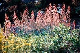 Image result for Macleaya