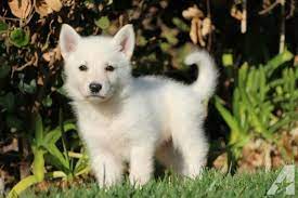 Akc White German Shepherd Puppies For Sale In Fontana California Classified Americanlisted Com