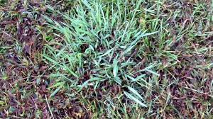After Msma Turf Application To Kill Bahiagrass Youtube