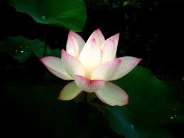 I4vrd Jpg Jpeg Image 1280x960 Pixels Scaled 42 Lily Flower Flowers Nature Plants