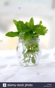 Mint hierbabuena spearmint hierbabuena punitaguda alternative form of hierba buena. Yerba Buena Hierba Buena Mojito Minze Kubanische Minze Stockfotografie Alamy