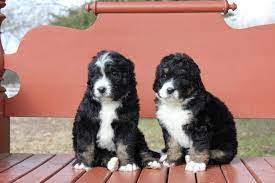 Bernedoodle texas amazon affiliate disclosure local puppy breeders is a participant in the amazon services llc associates program, an affiliate bernedoodle for sale texas can offer you many choices to save money thanks to 24 active results. Our Bernedoodles For Sale Namaste Poodles Doodles New York Dog Poodle Doodle Bernedoodle Puppy