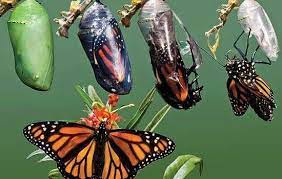 Sabiduria 2 Disfrutar De Tu Tiempo Libre Es Facilisimo Com De Oruga A Mariposa Metamorfosis Mariposa Metamorfosis