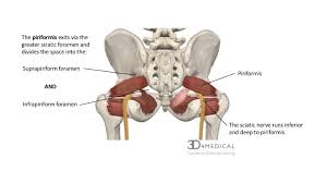 Maybe you would like to learn more about one of these? Muscles Advanced Anatomy 2nd Ed