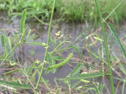Image result for Aeschynomene cristata