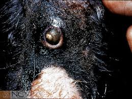 Image result for what do Mallophaga look like in dog fur