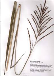 Image result for Paspalum plicatulum