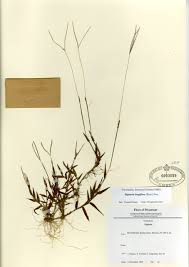 Image result for Digitaria longiflora