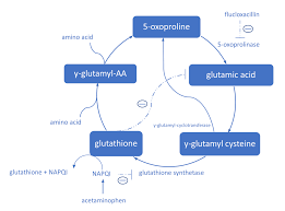 View Of Acetaminophen Use Concomitant With Long Lasting Flucloxacillin Therapy A Dangerous Combination European Journal Of Case Reports In Internal Medicine